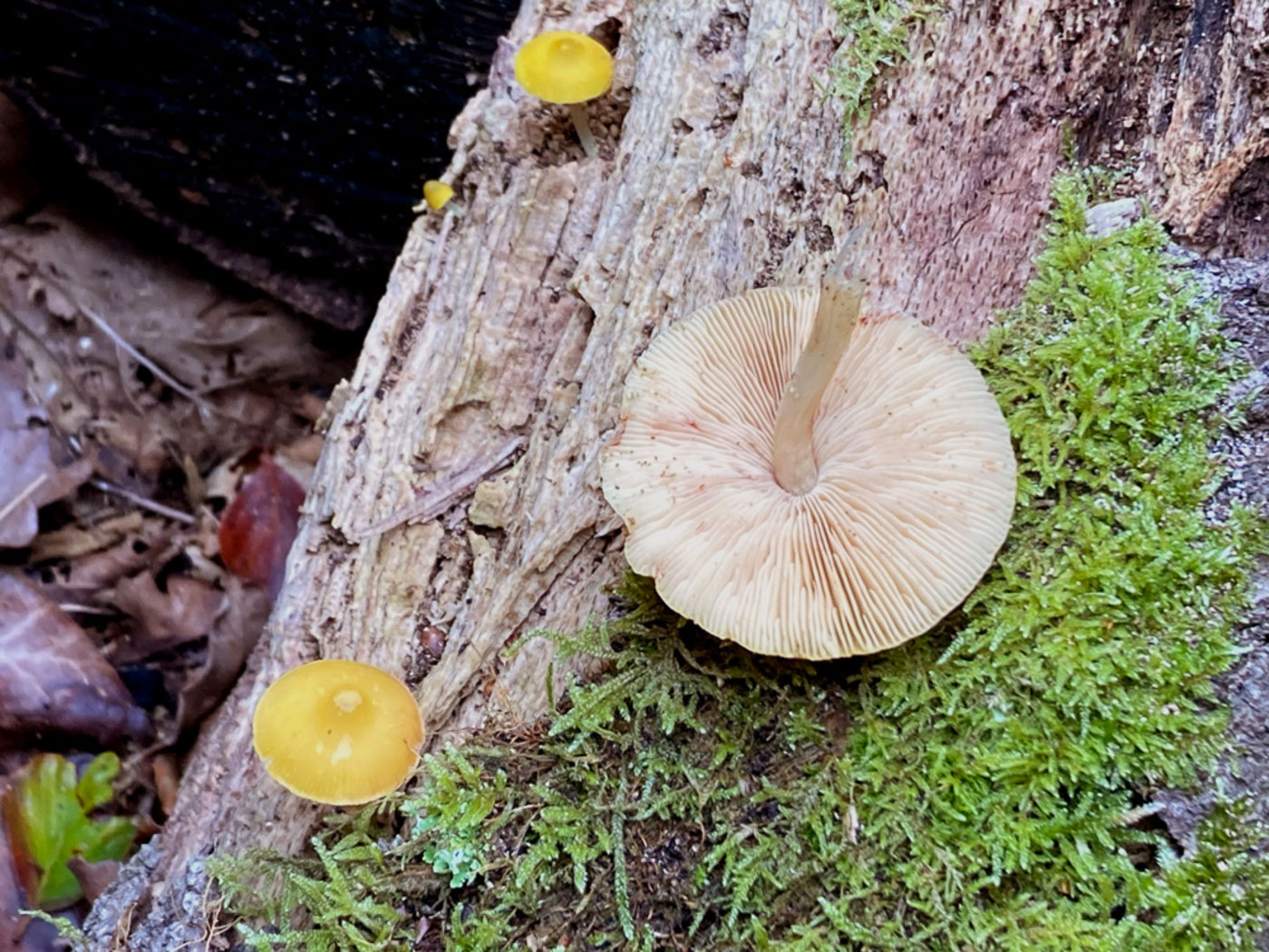Photo ©Russell Ness Pluteus chrysophaeus byRussell Ness